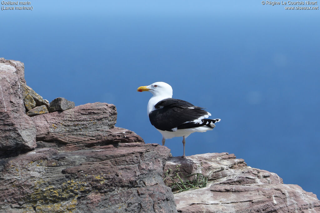 Great Black-backed Gulladult