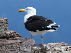 Great Black-backed Gull