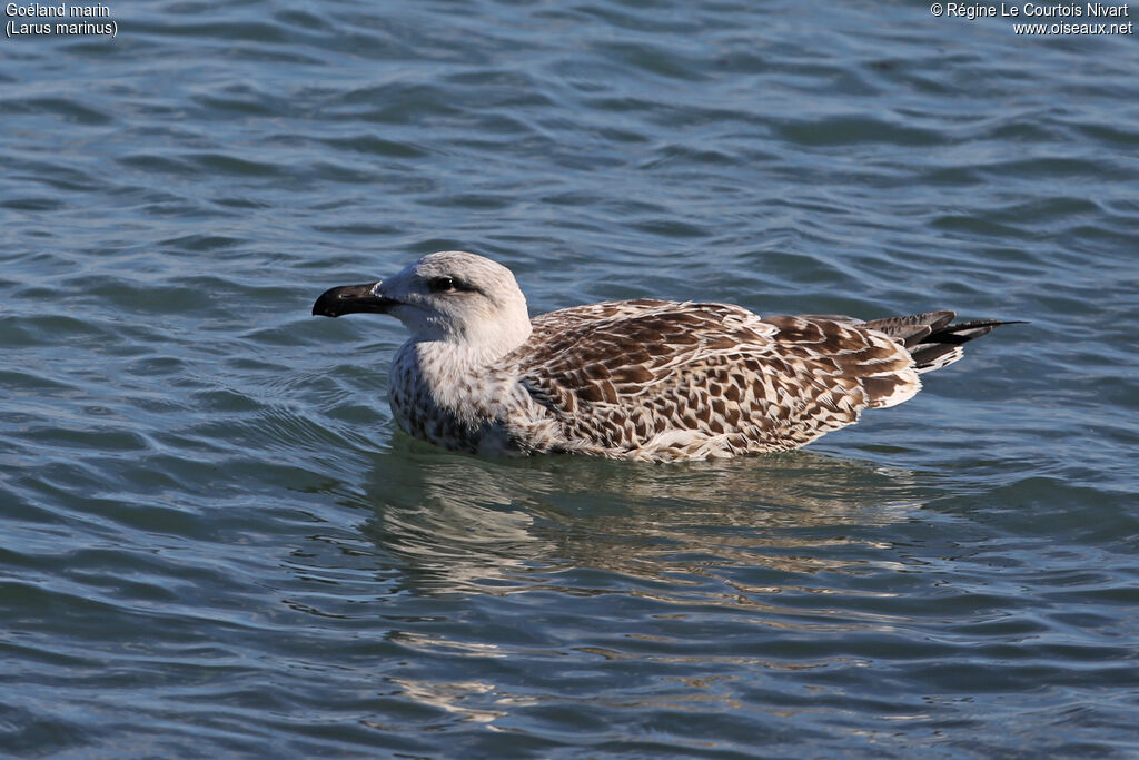 Goéland marinimmature