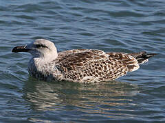 Great Black-backed Gull