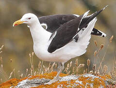 Great Black-backed Gull