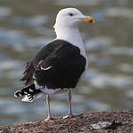 Goéland marin