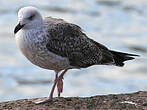 Goéland marin