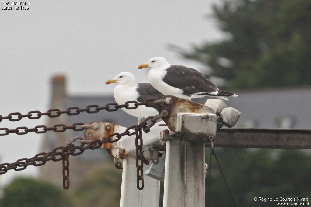 Great Black-backed Gull