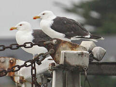 Great Black-backed Gull