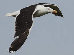 Great Black-backed Gull