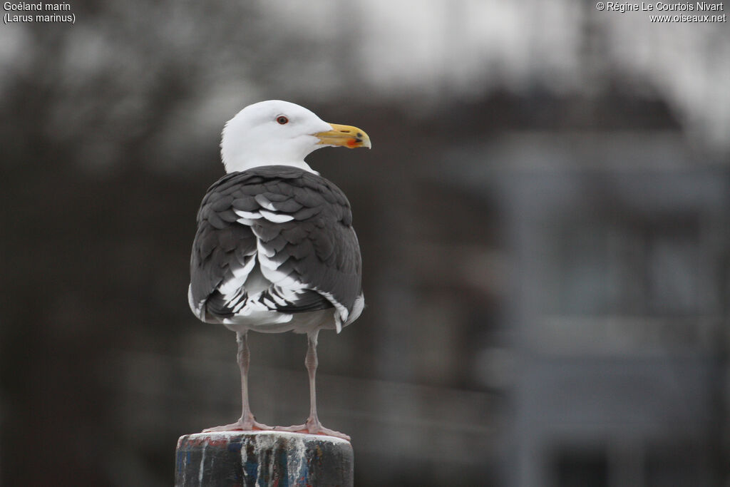 Great Black-backed Gull