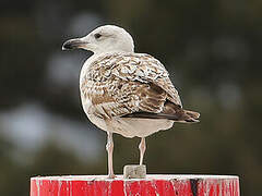 Great Black-backed Gull