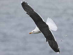 Great Black-backed Gull