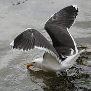 Great Black-backed Gull