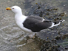 Great Black-backed Gull