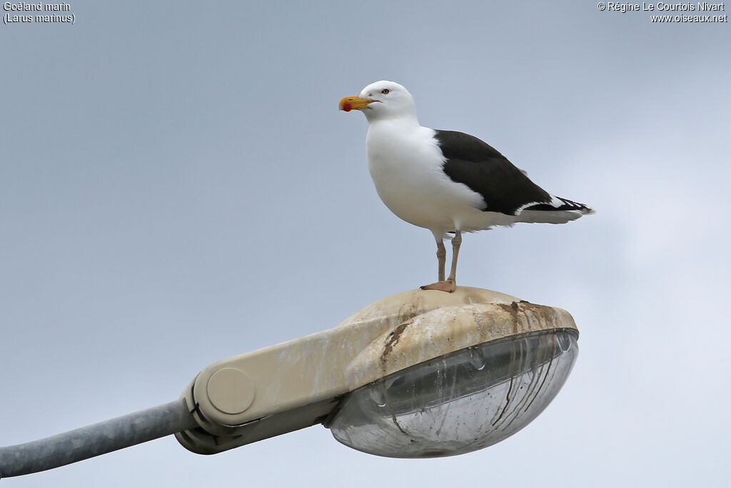 Great Black-backed Gull