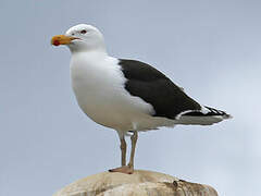 Great Black-backed Gull