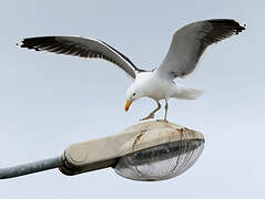 Great Black-backed Gull