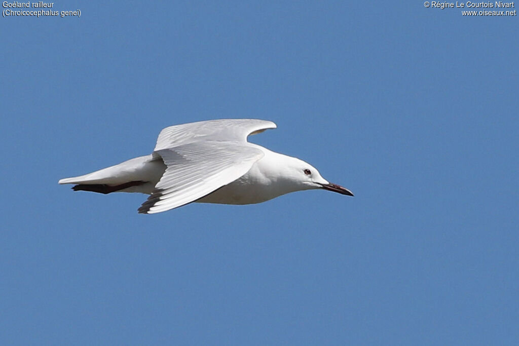Slender-billed Gull