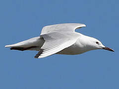 Slender-billed Gull