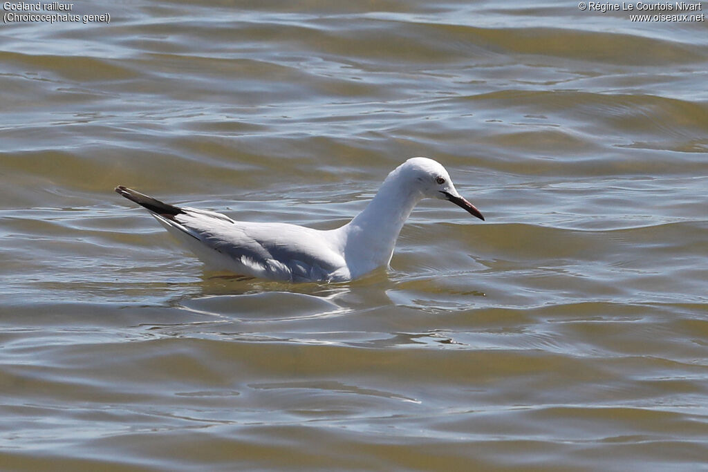 Slender-billed Gull