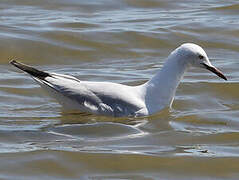 Slender-billed Gull