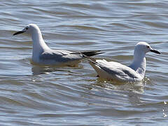 Slender-billed Gull