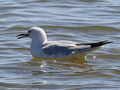 Slender-billed Gull