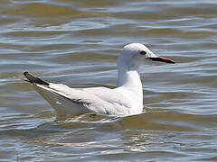 Slender-billed Gull