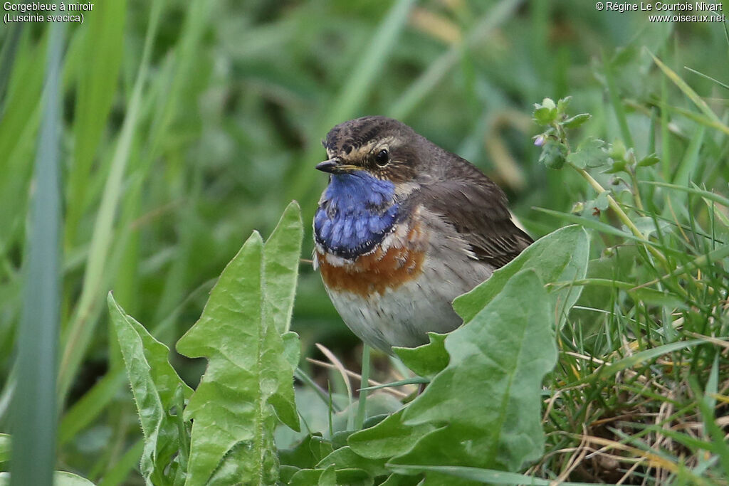 Bluethroat