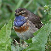 Bluethroat