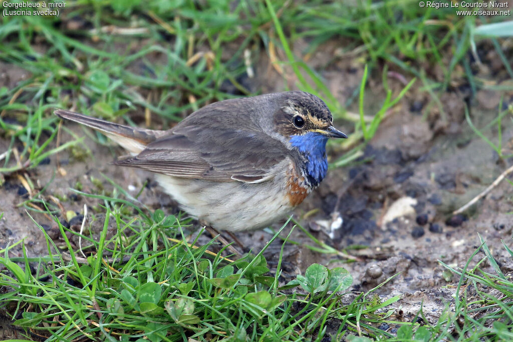 Bluethroat