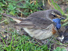 Bluethroat