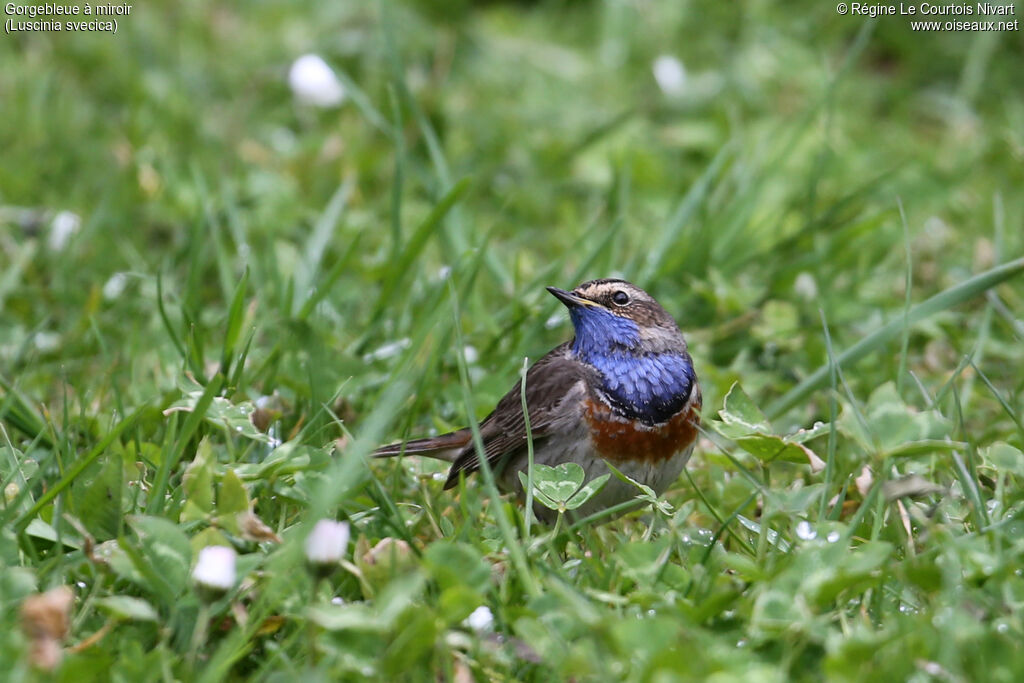 Bluethroat