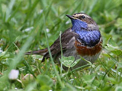 Bluethroat