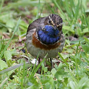 Bluethroat