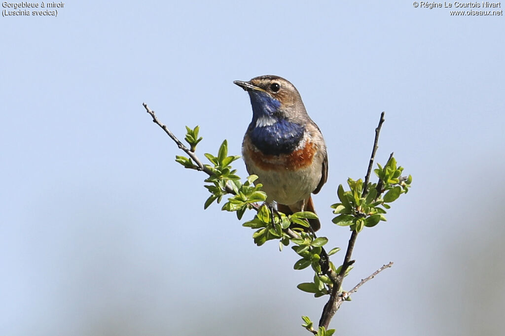 Gorgebleue à miroir