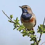 Gorgebleue à miroir