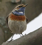 Bluethroat