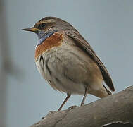 Bluethroat