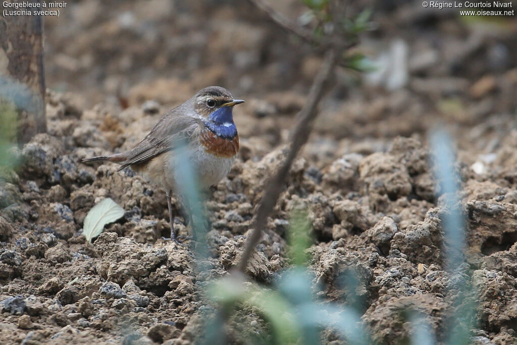 Bluethroat