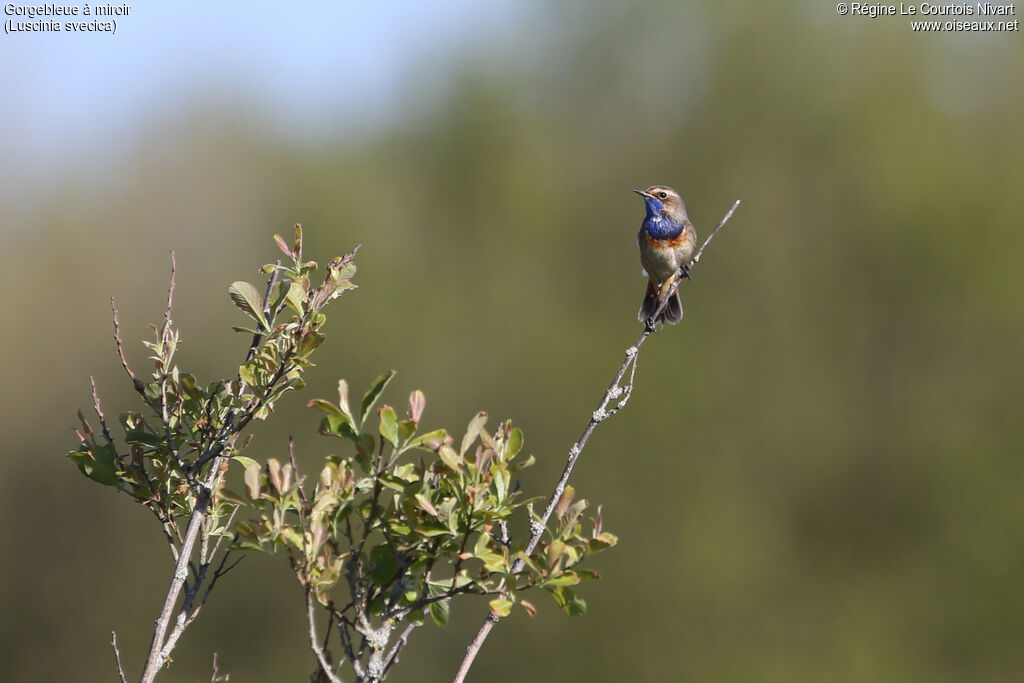 Bluethroat