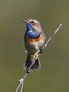 Bluethroat