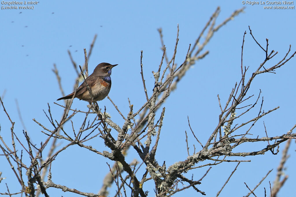 Bluethroat