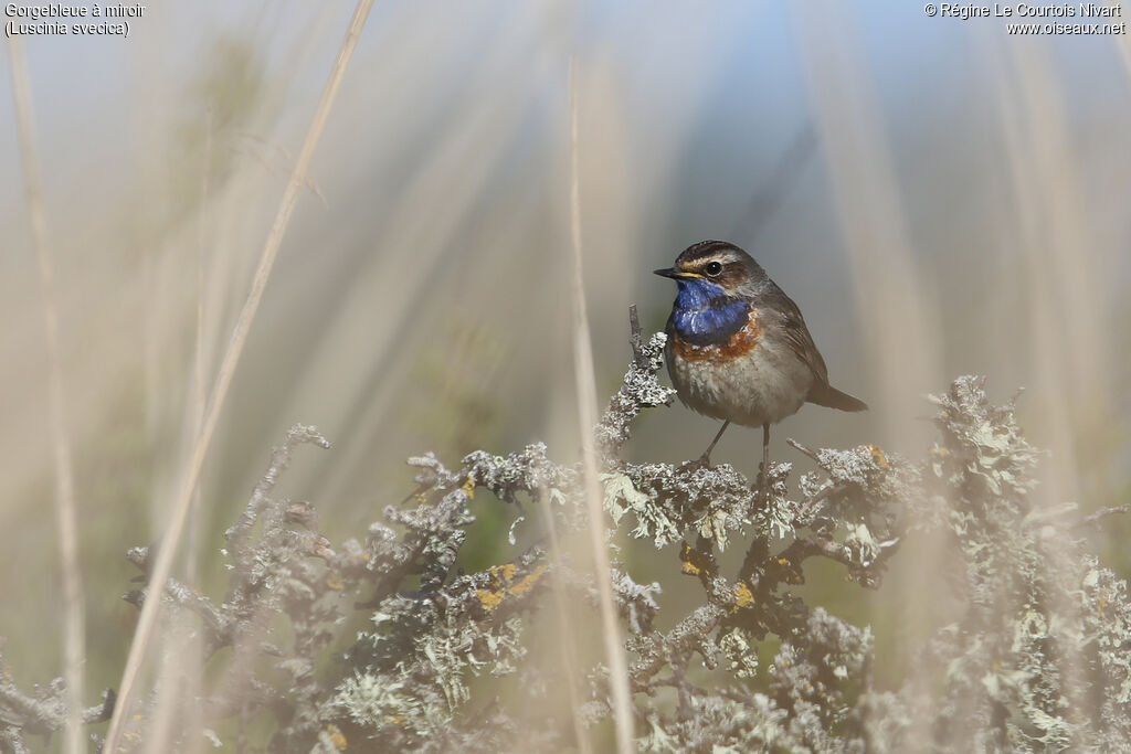 Bluethroat