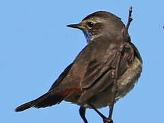 Bluethroat