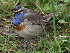 Bluethroat