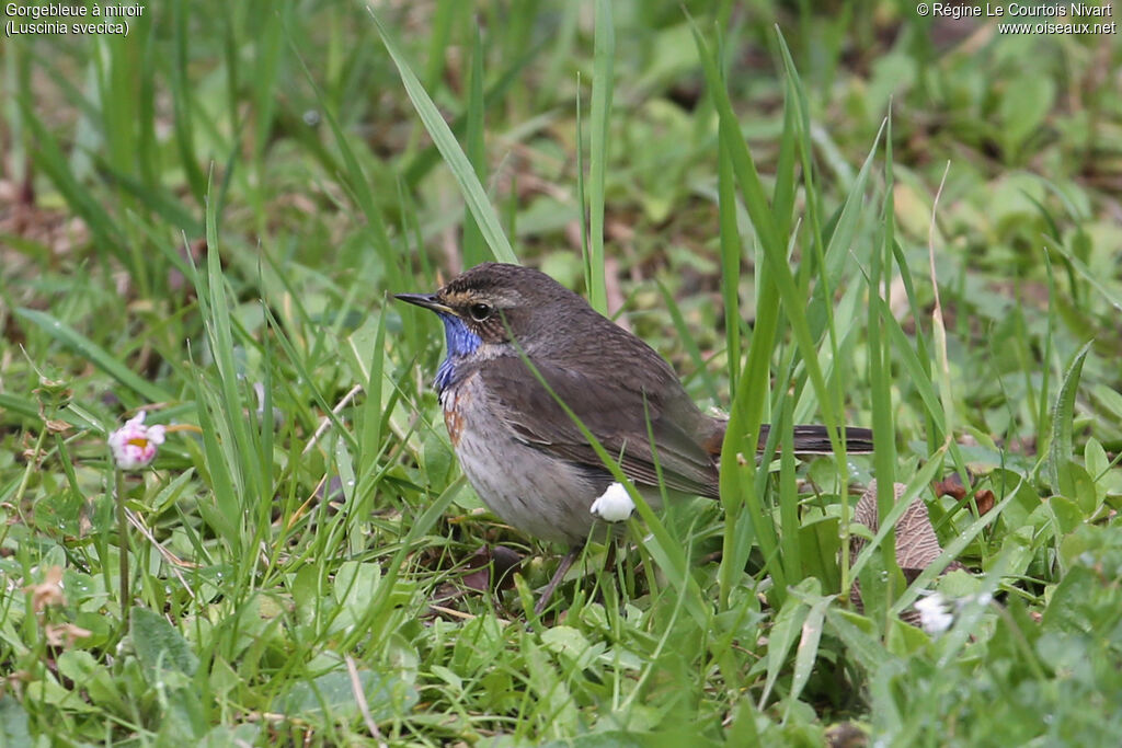 Bluethroat