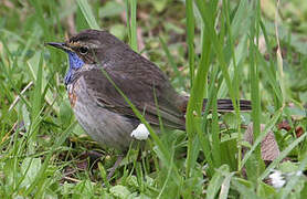 Bluethroat