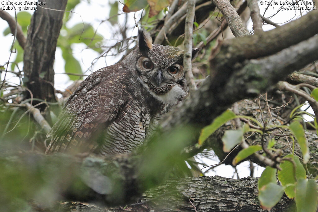 Grand-duc d'Amérique