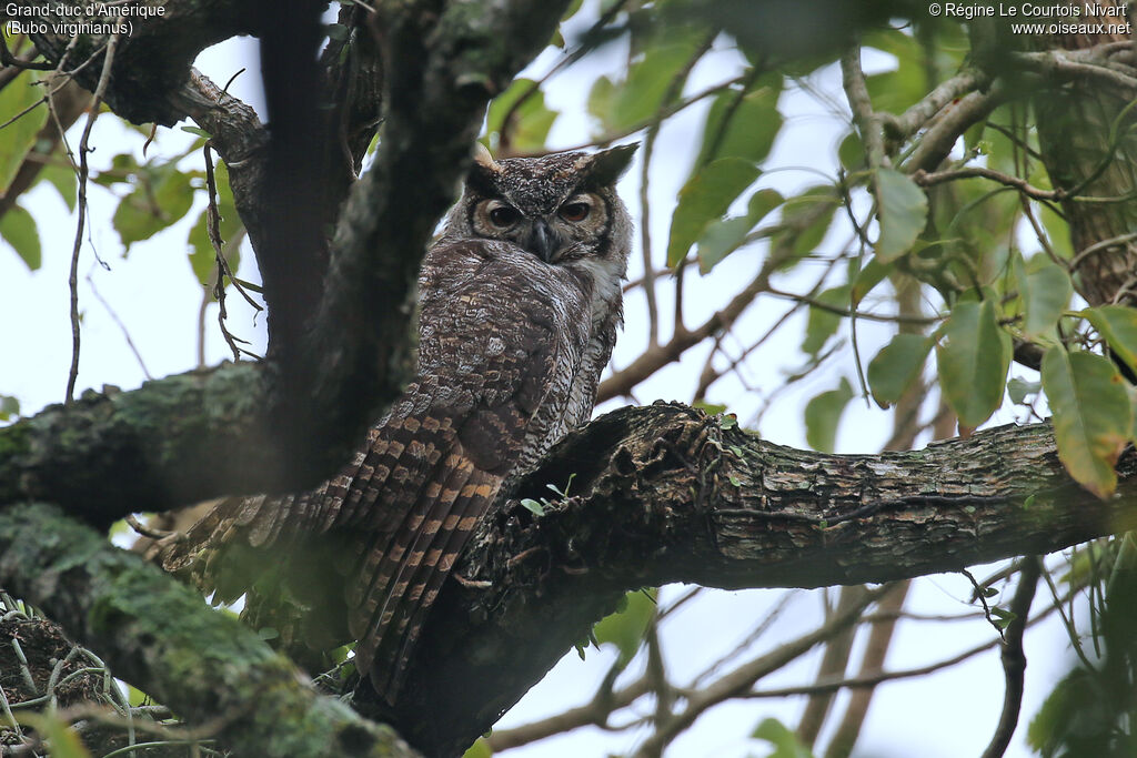 Grand-duc d'Amérique