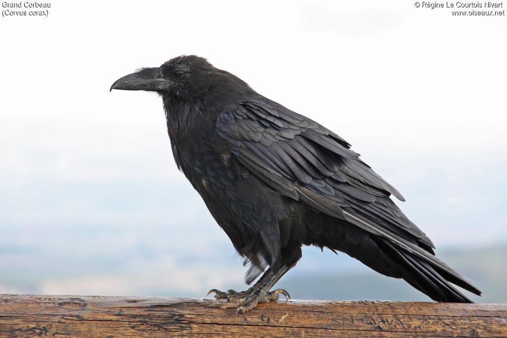 Northern Raven