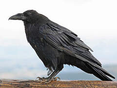 Northern Raven