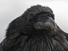 Northern Raven